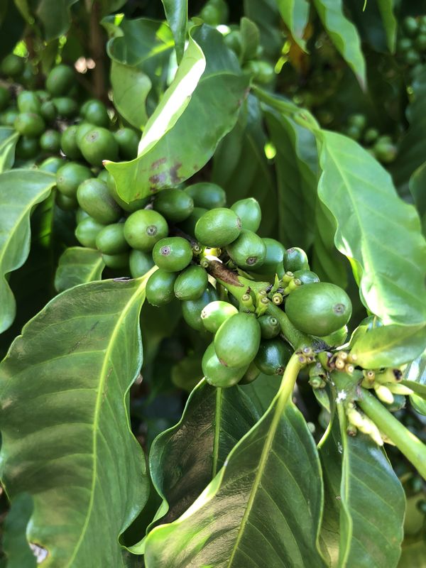 Coffee Beans at Kauai Coffee Company...