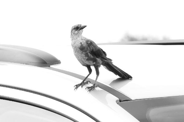 B & W bird on a car roof...