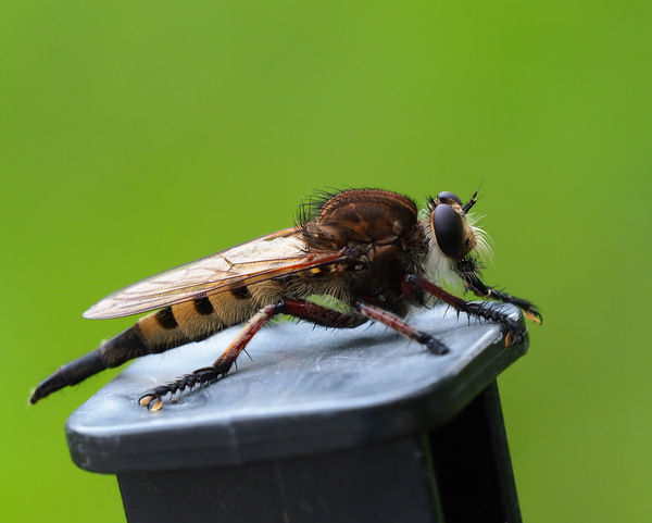 Robber Fly...