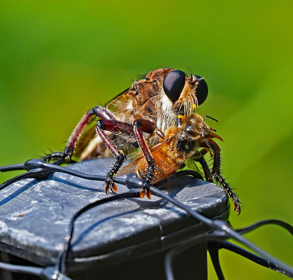 Robber Fly caught mugging...
