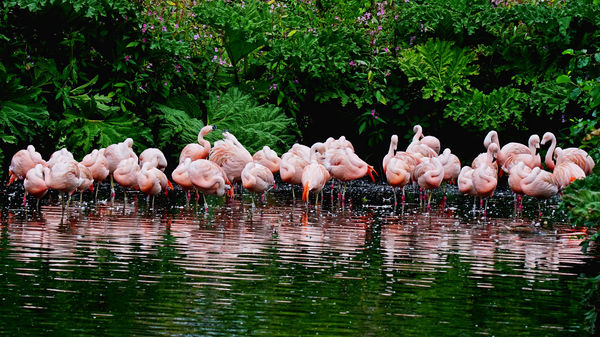 Looks Like the Flamingos where having their usual ...