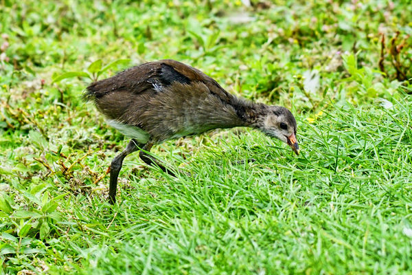 This young Moorhen was enjoying scratting for food...