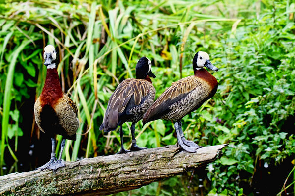I think these Whitefaced whistling ducks where bei...