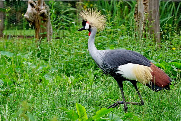 Mr African crowned Crane is as pleased as punch...