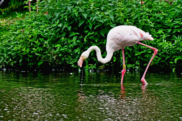 This Greater Flamingo was just quenching his thirs...