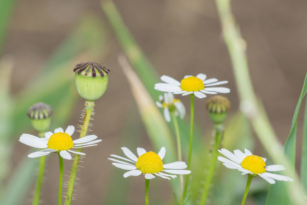 Notice the fly on the daisy on the right....