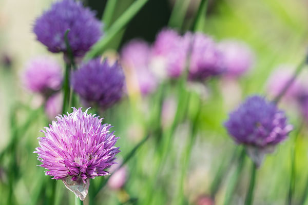 An ant in the front Chive flower...