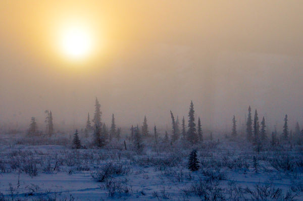 Morning fog, shortly after leaving Fairbanks. You ...