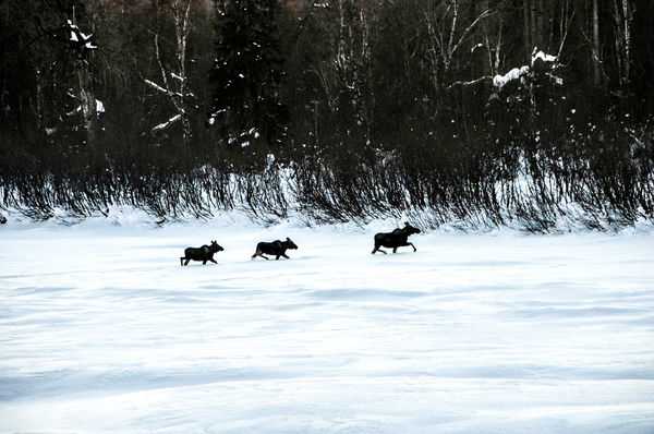 We saw around 12 moose while on the train....