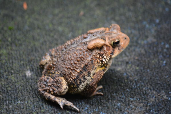 Im a toad, I dont like the water....