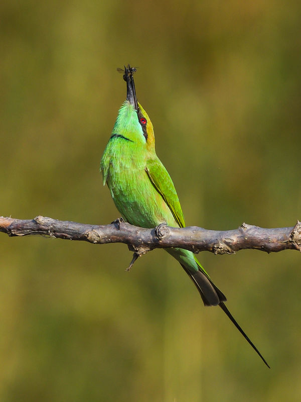 Green Bee Eater...