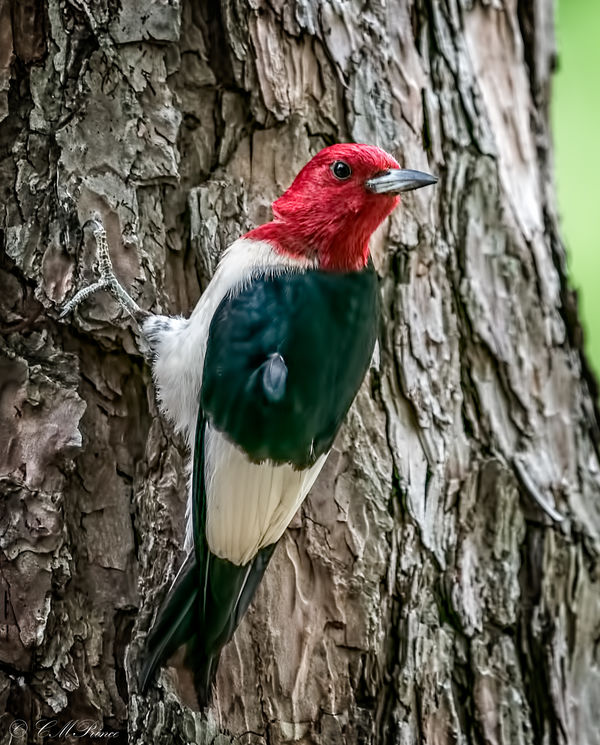 Red-headed Woodpecker...