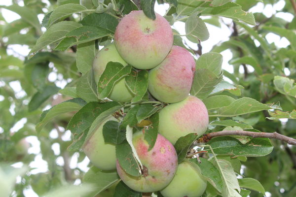 backyard apple crop...