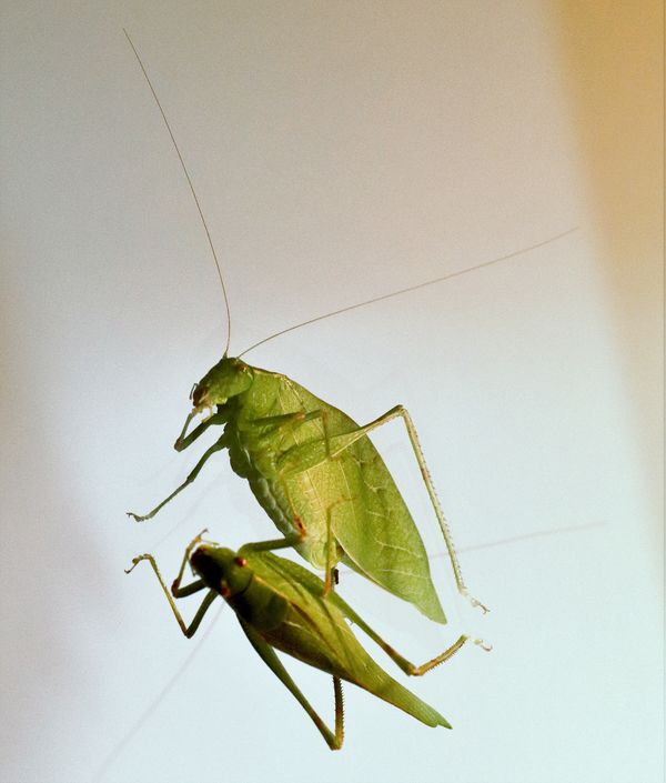 Leaf Hopper...