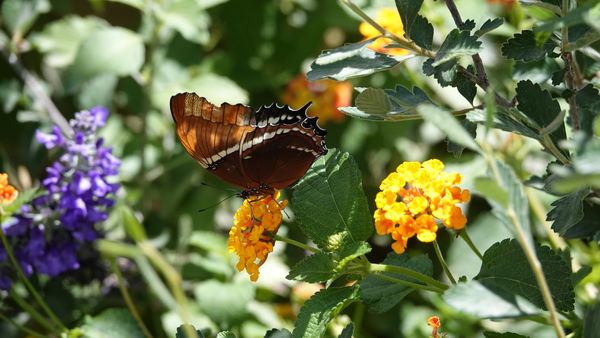 I think this a butterfly... guess he liked lantana...