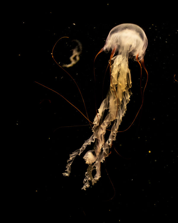 Jellyfish 2014 Aquarium Of The Pacific, Long Beach...
