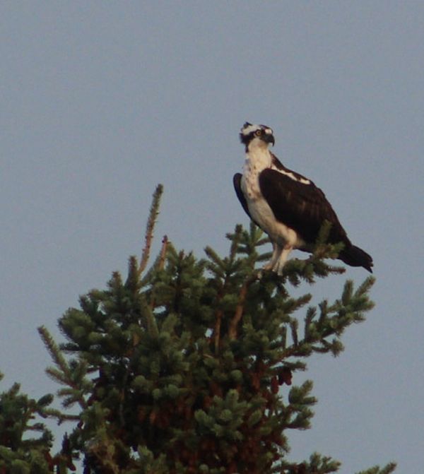Osprey surveying the waters...