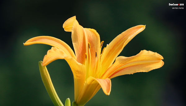 Yellow Day LIly...
