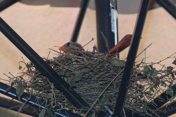 Sitting on the nest...