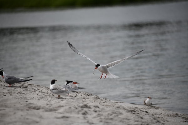 Arctic Tern feeding young. Note orange feet....