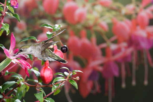 A hummingbird hovering and eating....