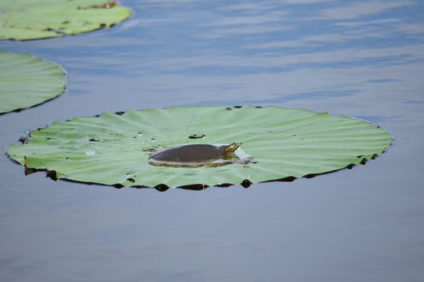 Tiny turtle rafting on a water lily pad....