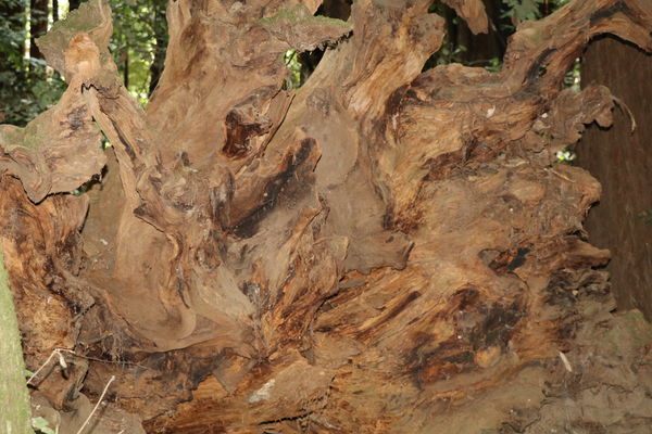 Fallen Redwood...