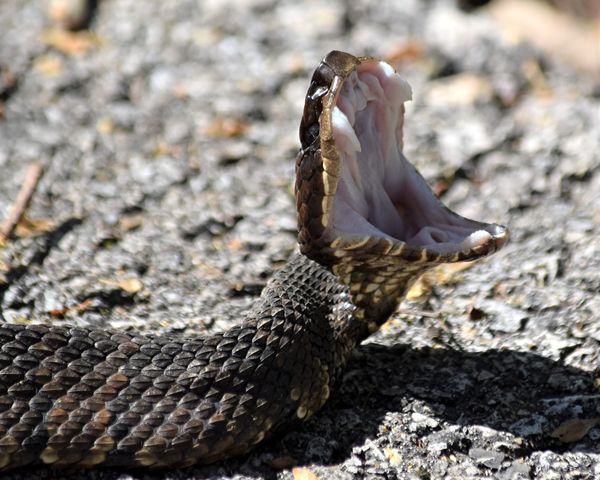 Cottonmouth Snake...
