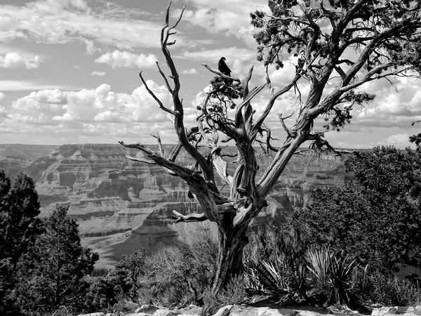 Blue Ribbon for B&W Landscape “Grand Canyon” Judge...