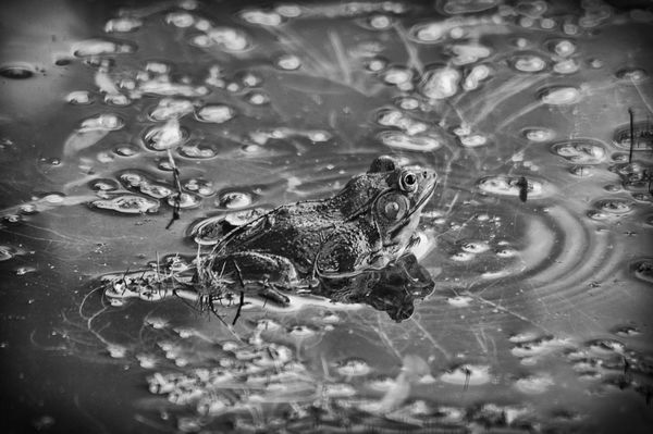 Blue Ribbon for B&W Critters “Frog” Judge’s Commen...