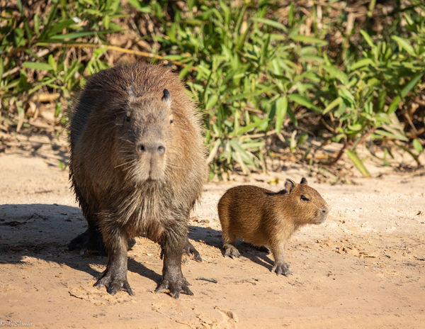 Capybara with baby...