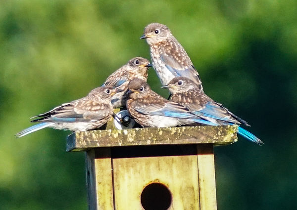 This year's bluebird young decided to have a famil...