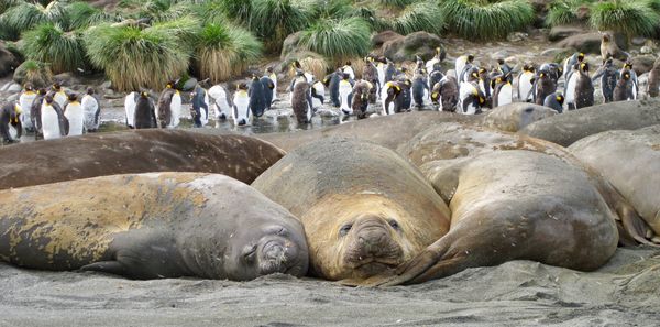 elephant seals and king penguins...