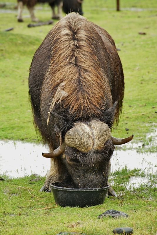 this muskox was in a sanctuary for ill and injured...