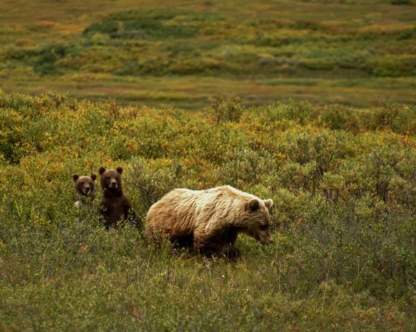 My grizzlies in Denali are a favorite of mine....