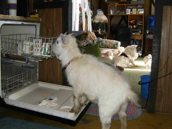 Teaching my goat to load the dishwasher...