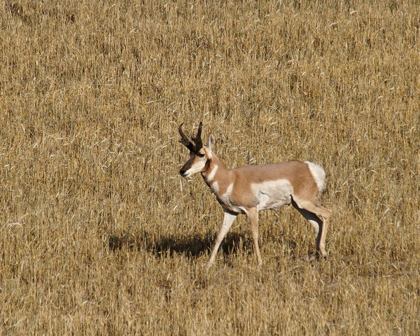 Antelope spotted when driving the Enchanted Hwy in...