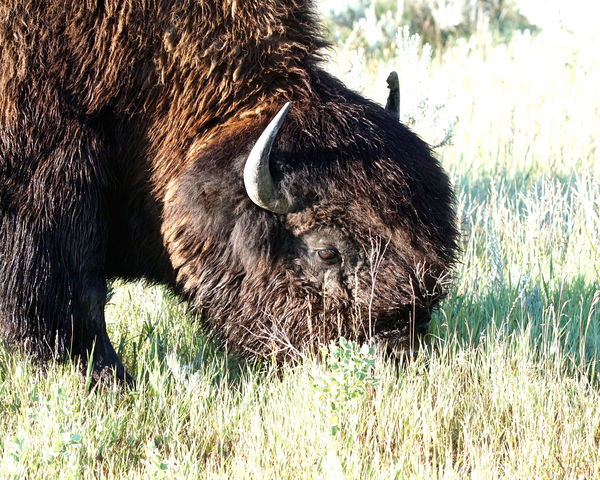...and bison.......