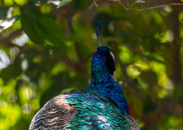 Love Mr. Peacock's colors...
