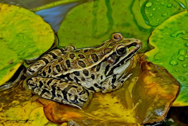 Mr. Froggie lives in my pond, Topaz Effects...
