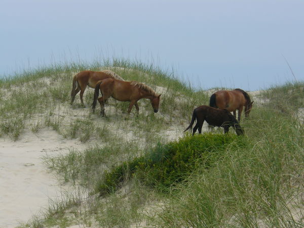 Wild horses of Corolla, Outer Banks, NC...