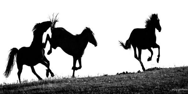 Horses - Black and White...