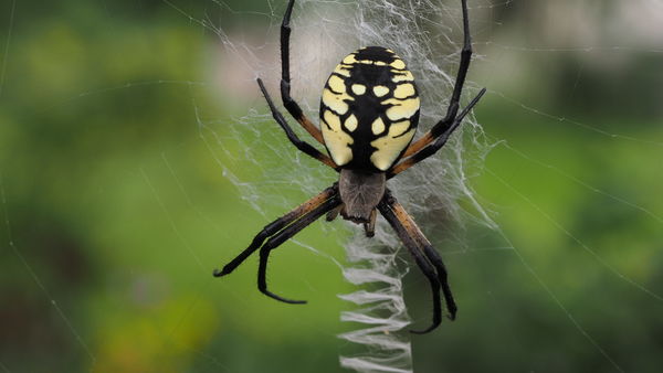 Garden Spider...