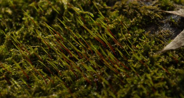 Moss growing on a rock on the north side of my hom...