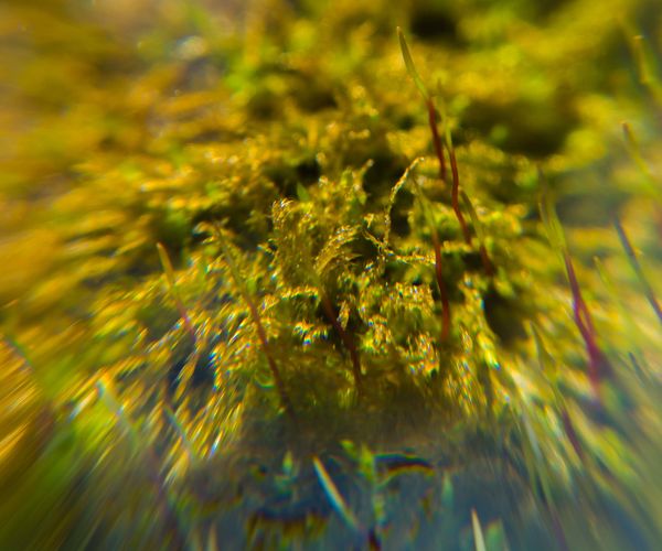 Same moss, different lens position...