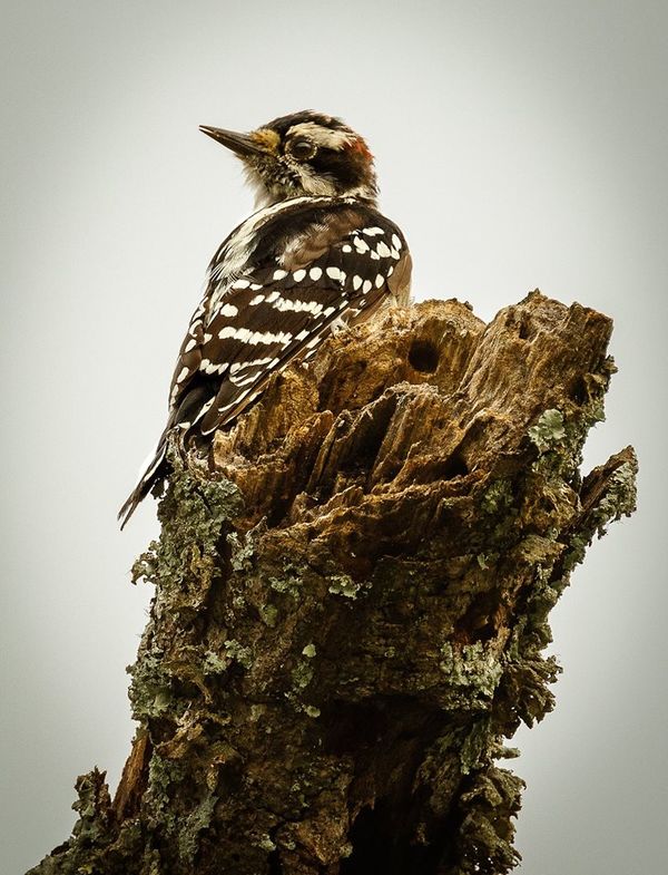 Downy woodpecker - male...