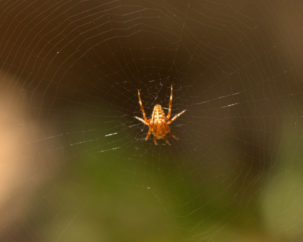 Garden Spider...