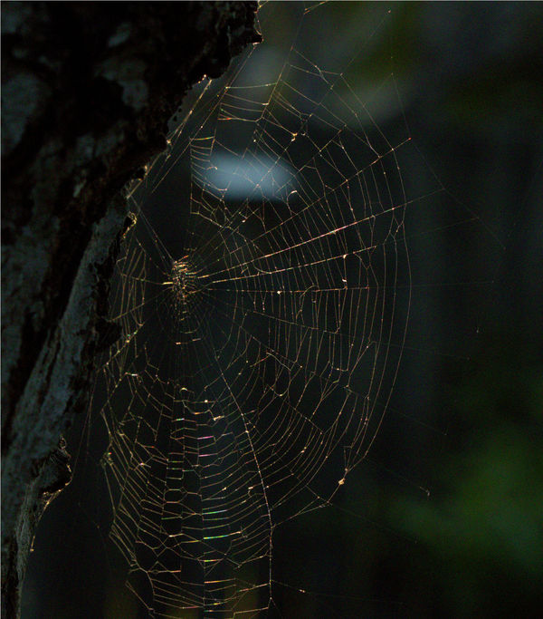 Oh the webs we weave...