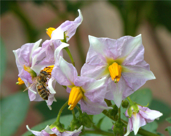 Bee on Potato Flower...