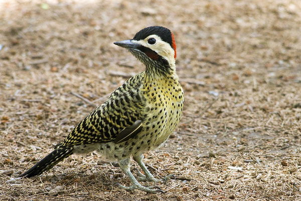 Green-barred Woodpecker (Colaptes melanochloros) ....